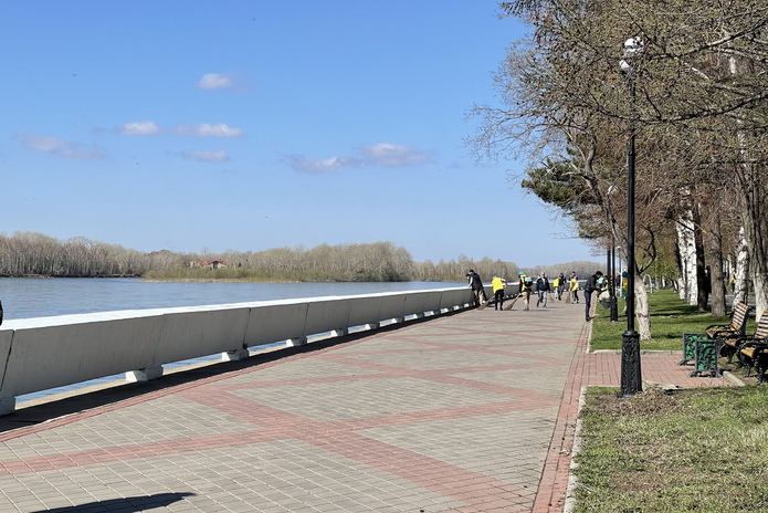 Возле Комендантки высадили 60 молодых сосен